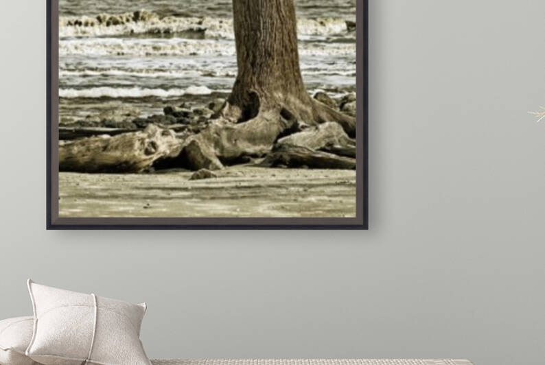 Driftwood Beach Post Blackgold by Bill Swartwout Photography