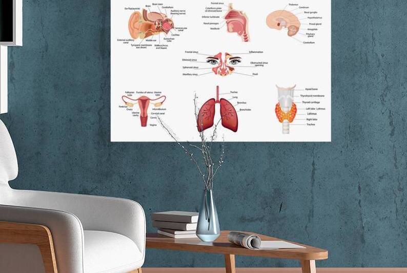 Internal human body organs by Towseef Dar