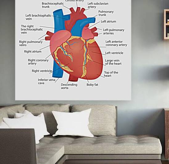 Anatomy of the human heart by Towseef Dar