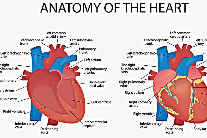 Anatomy of the heart by Towseef Dar