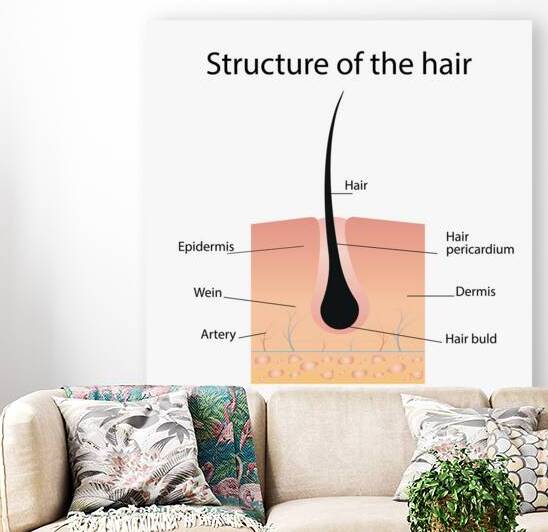 Structure of the hair by Towseef Dar