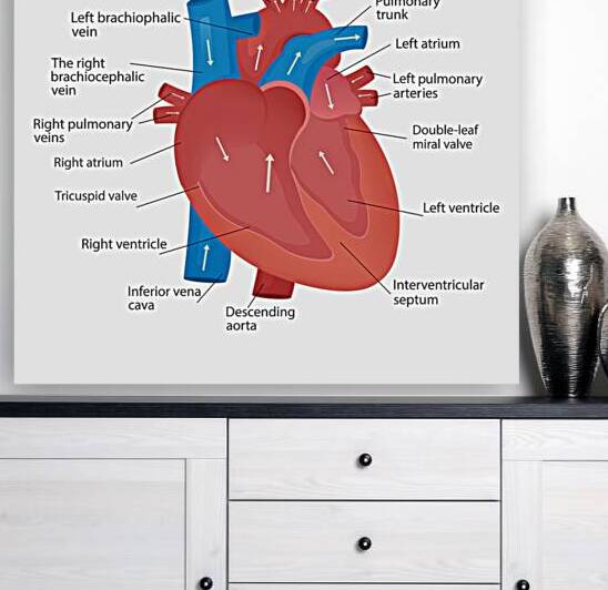 Heart anatomy  by Towseef Dar