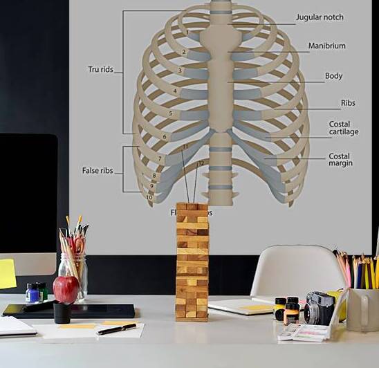 Human chest anatomy by Towseef Dar