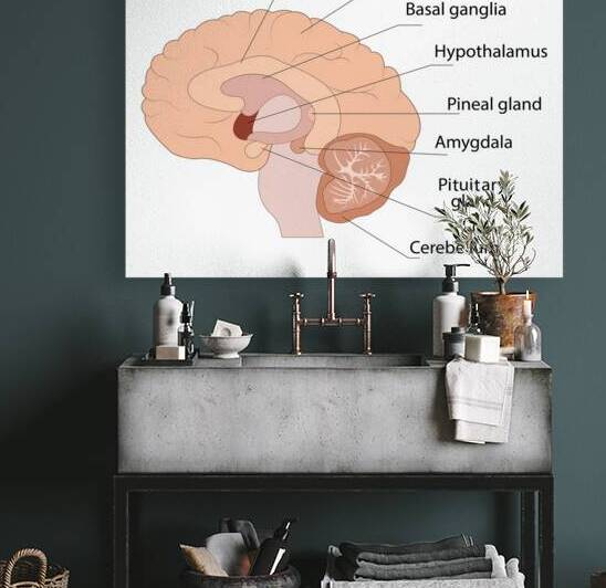 Brain anatomy by Towseef Dar