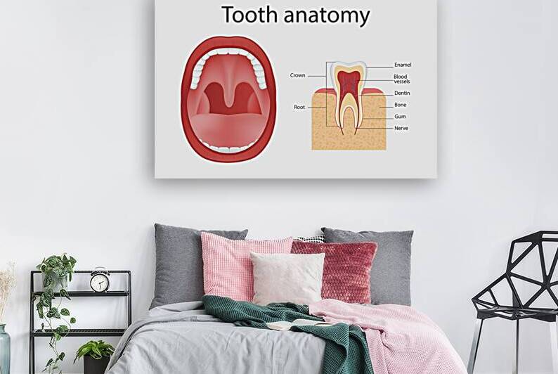 Tooth anatomy by Towseef Dar