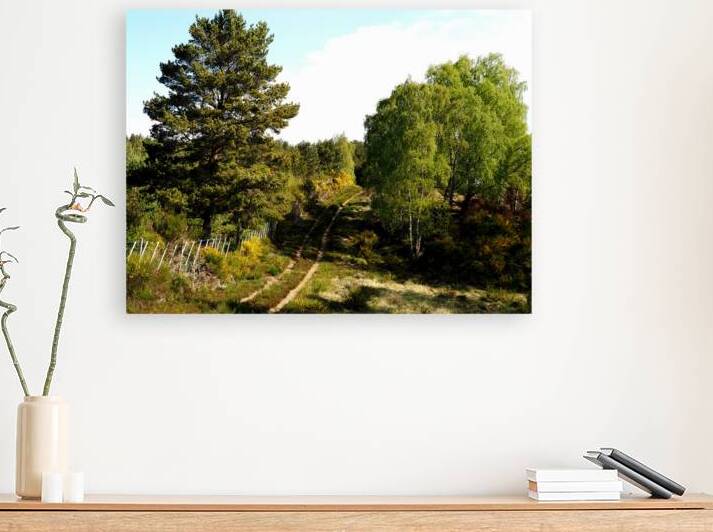   Summers Sunlight Path                                                                                                                    by Catriona Roberts Nature Photography and Designs