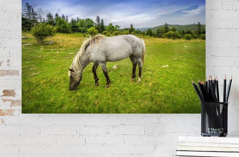 Quiet Freedom in Grayson Highlands by Shelia Hunt Photography