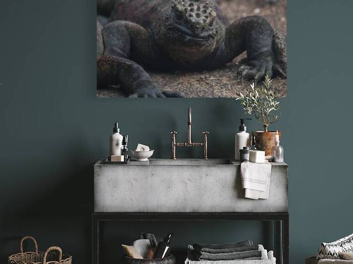 Marine Iguana - Galapagos by Alexander Wright