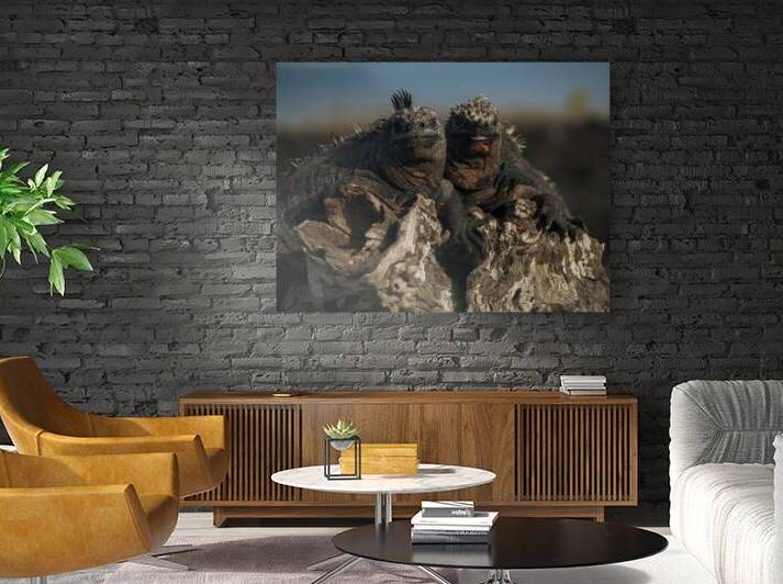 Marine Iguanas - Galapagos by Alexander Wright