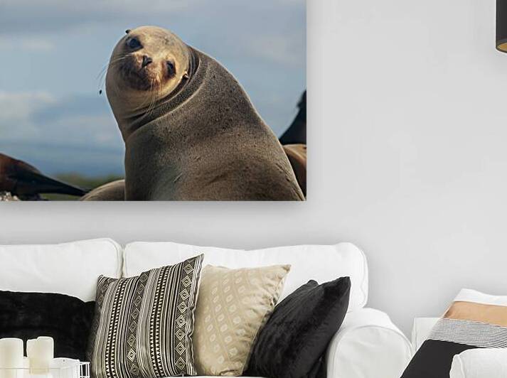 Curiosity - Galapagos by Alexander Wright