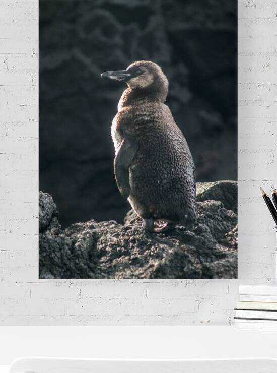 Galapagos Penguin by Alexander Wright