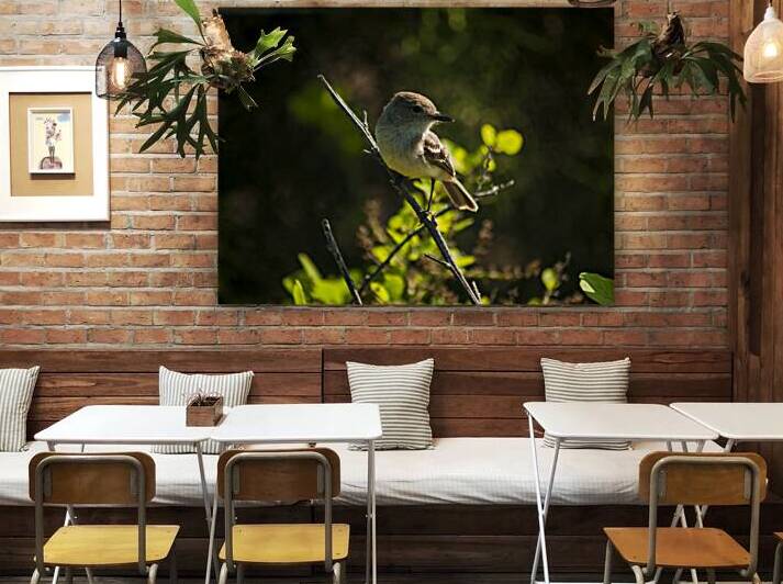 Galapagos Shrike by Alexander Wright