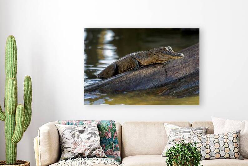 American Alligator by Rick Berk