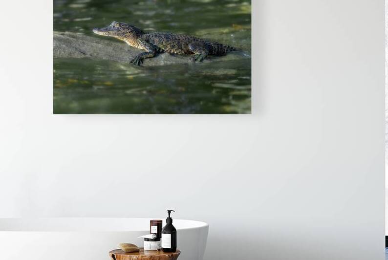 Juvenile Gator by Rick Berk