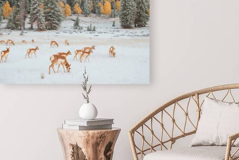 antelope in strawberry after first snow by Photo Mahler