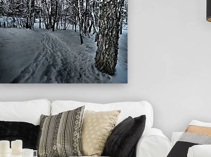 Snow Trail through the Forest                                                                                                                      by Catriona Roberts Nature Photography and Designs