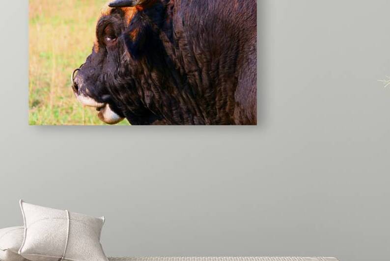 aubrac bull profile portrait livestock photograph by M ALK