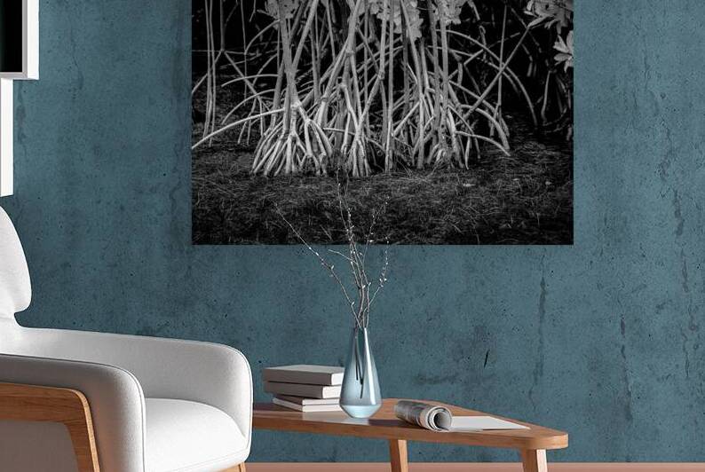 Enchanting Mangrove Tapestry: A Dance of Light and Shadows by Dream World Images