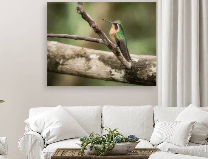 White throated mountaingem hummingbird perched on a twig  in Cos by Steve Heap