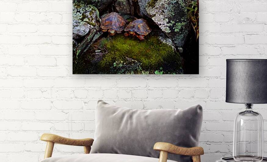 Two Wood Turtles by Frank Wilson