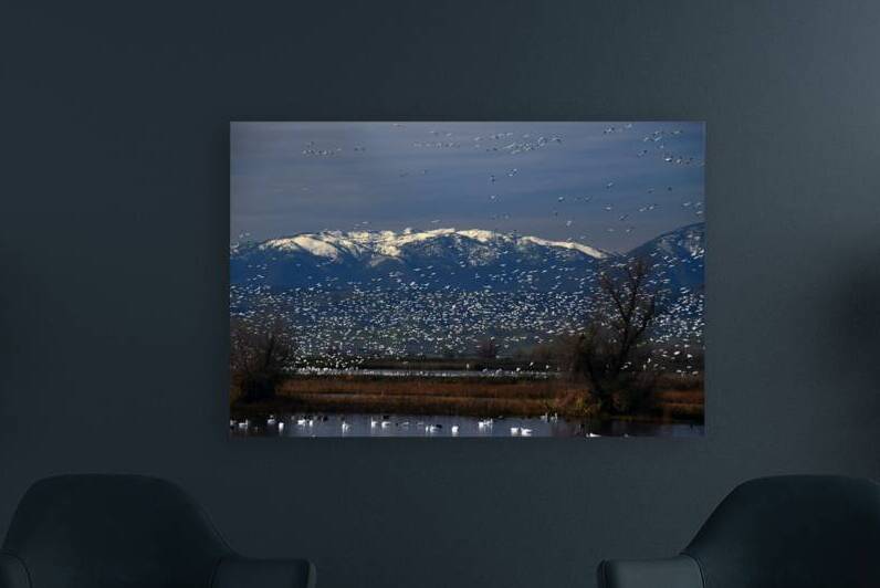 Snow Goose Migration by Frank Wilson