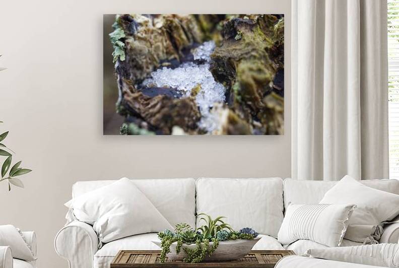 Tree Stump Filled With Ice by Iris H Richardson