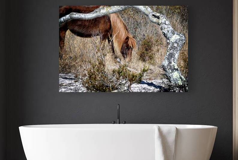 Assateague Pony Go Go Bones Forages for Lunch by Bill Swartwout Photography