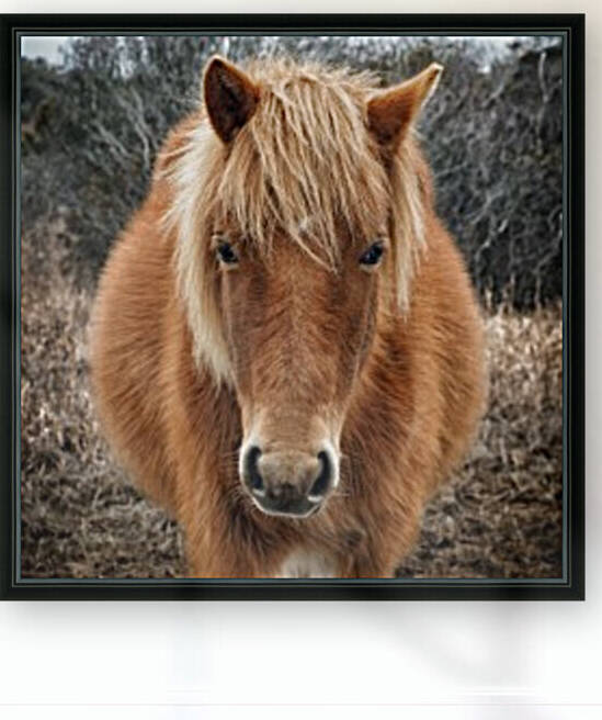 Assateague Horse Miekes NoeLani by Bill Swartwout Photography