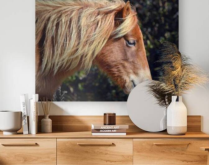 Assateague Pony Sarahs Sweet Tea Profile by Bill Swartwout Photography