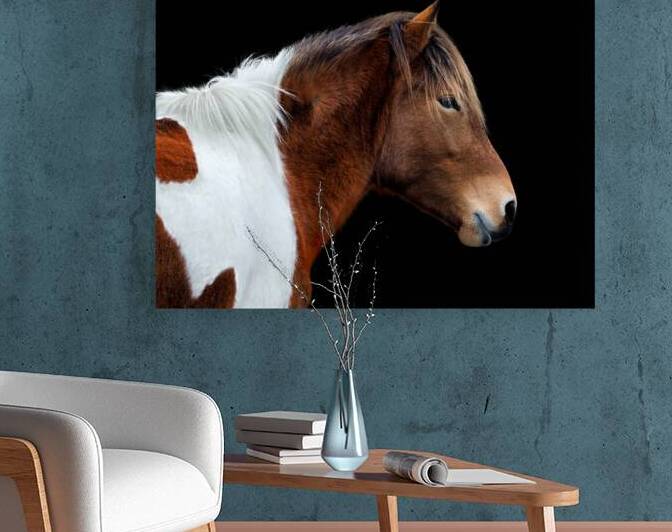 Assateague Pony Susi Sole Portrait On Black by Bill Swartwout Photography