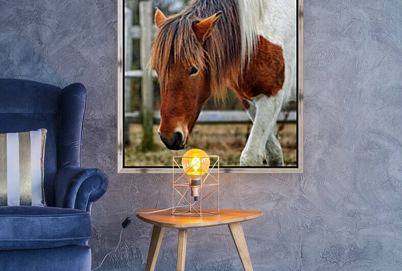 Assateague Pony Susi Sole N2BHS M  by Bill Swartwout Photography