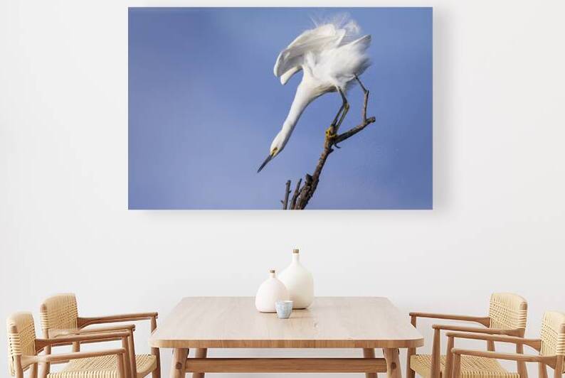 Because I Was Inverted - Snowy Egret at the Sacramento NWR - Glenn County California by Mike Lee