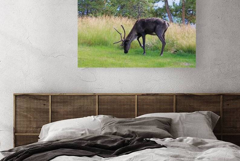 Woodland Caribou In Yukon by Deb Oppermann