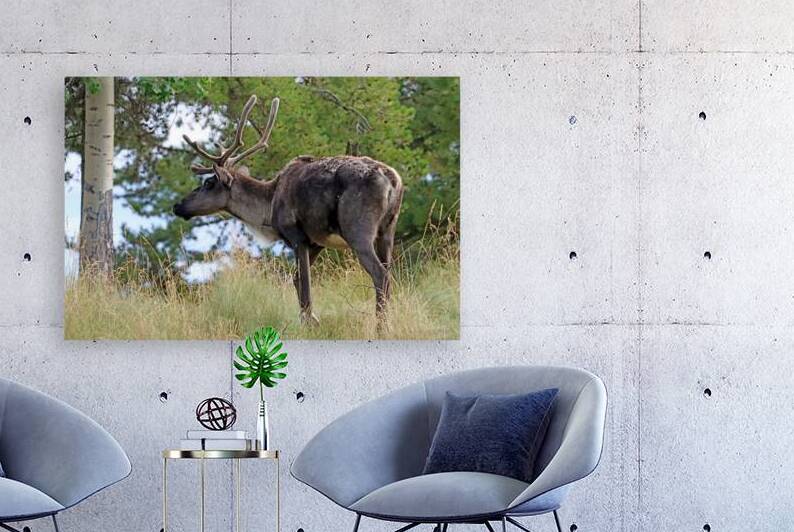 Woodland Caribou I In Yukon by Deb Oppermann