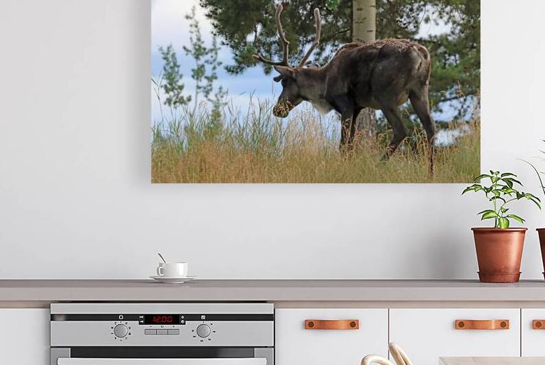 Woodland Caribou II In Yukon by Deb Oppermann