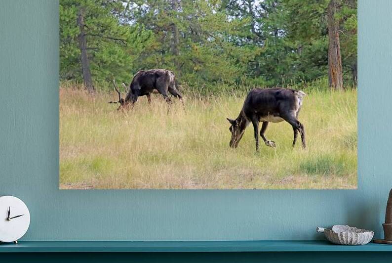 Woodland Caribou III In Yukon by Deb Oppermann