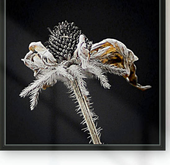 Nature Morte 5 by Michel W Boyer