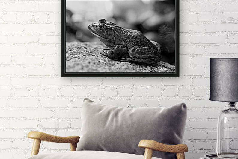 Bullfrog Black And White by Deb Oppermann