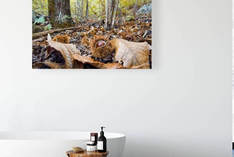 AUTUMN SWEETNESSES by Sergio Cerrato