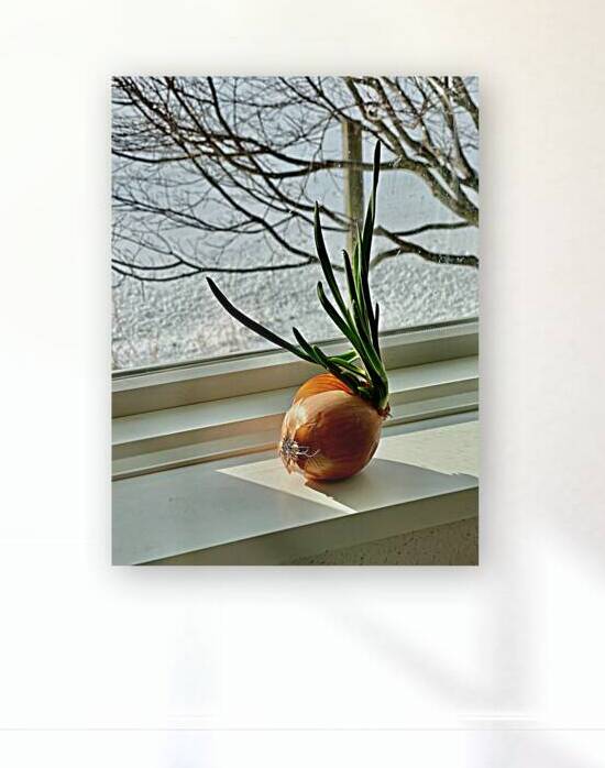 Berkshire Onion by Jonathan Ralton