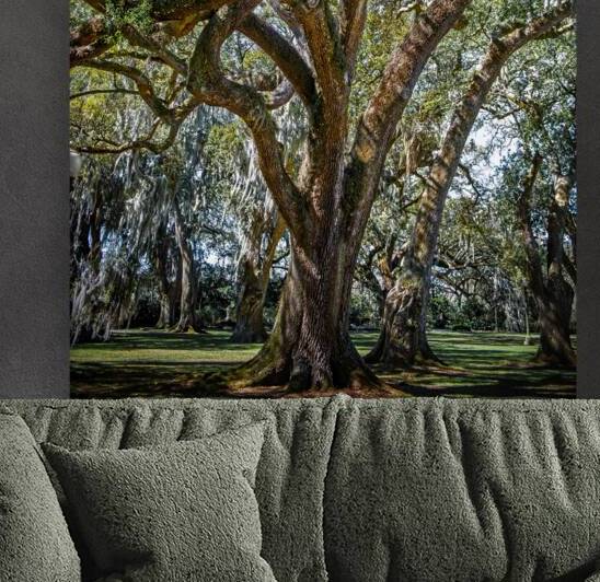 Live Oaks Louisiana Plantation 2 by MichaelBarley