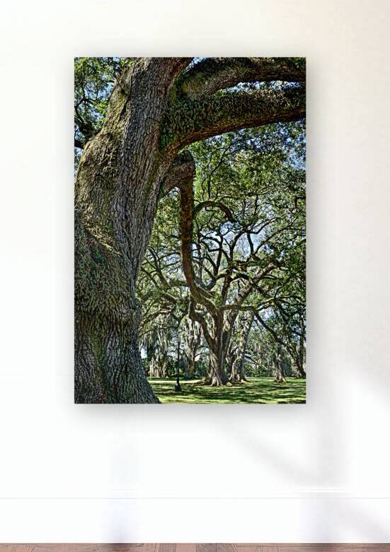Live Oaks Louisiana Plantation 3 by MichaelBarley