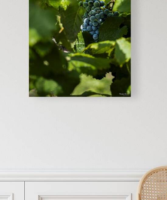 GRAPES IN A VINEYARD by Morgane Charlier Photography