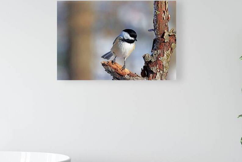 Timid Black Capped Chickadee by Deb Oppermann