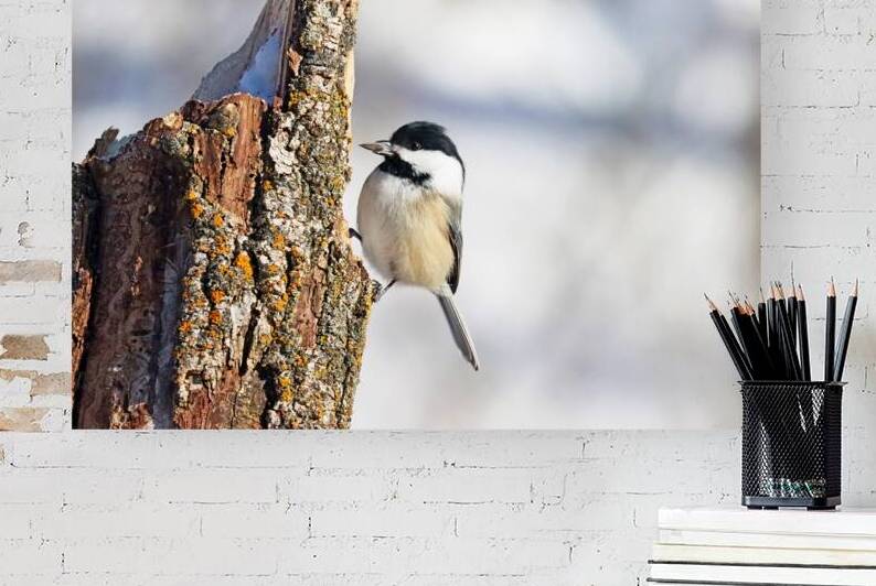 Black Capped Chickadee With Seed by Deb Oppermann