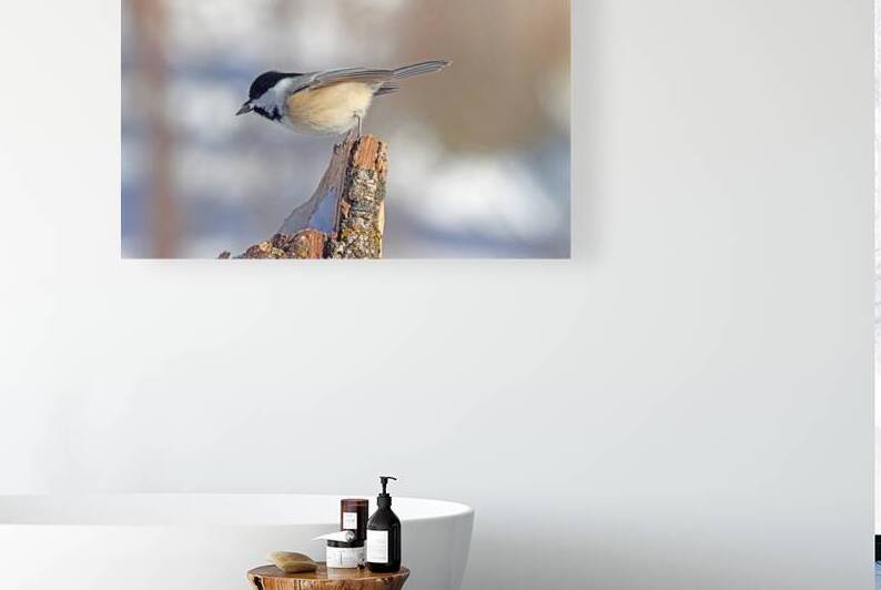 Black Capped Chickadee With Seed I by Deb Oppermann