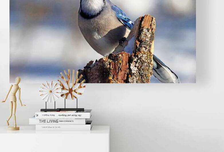 Blue Jay Stare by Deb Oppermann