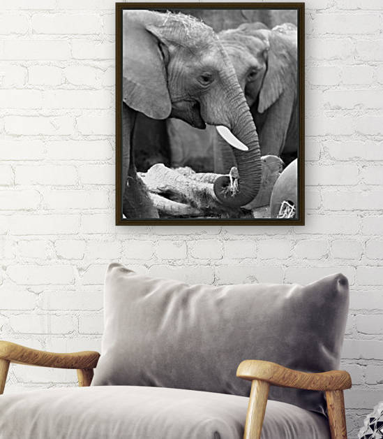 Elephants by H.Hart Photography