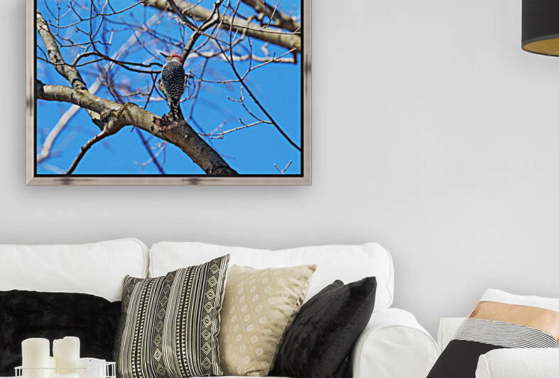 Red Bellied Woodpecker In Spring by Deb Oppermann