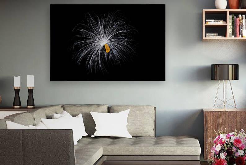 Butterfly Weed Tuft by Joe Riederer